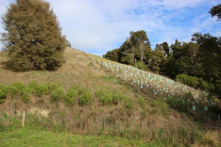 Faulkner Bush Lookout Hill Planting 2020 31 768x512