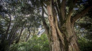 Kahikatea 300x169
