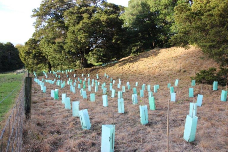 Society Plantings Robsons 2023 1 768x512